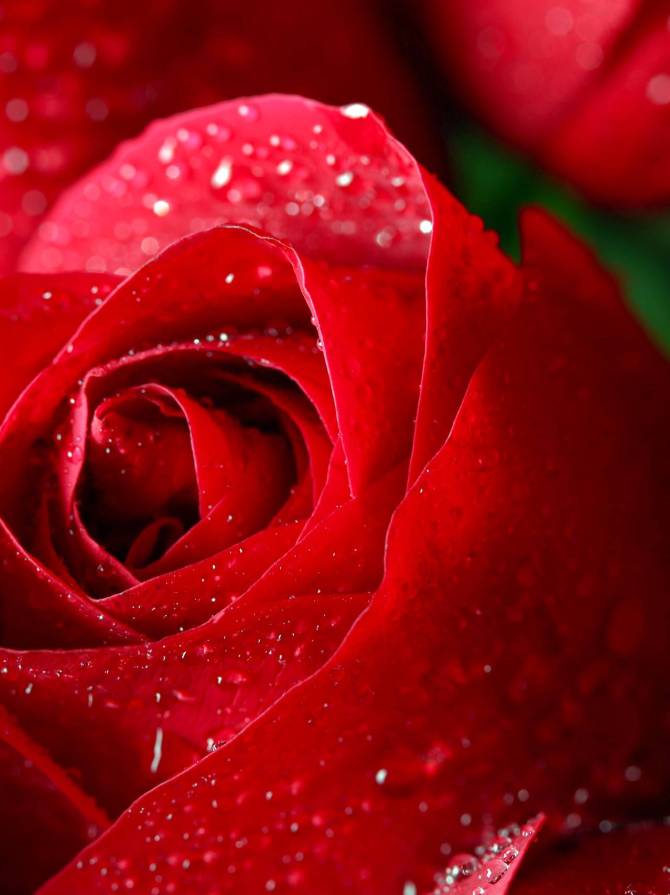 red-roses-2021-08-31-06-48-29-utc